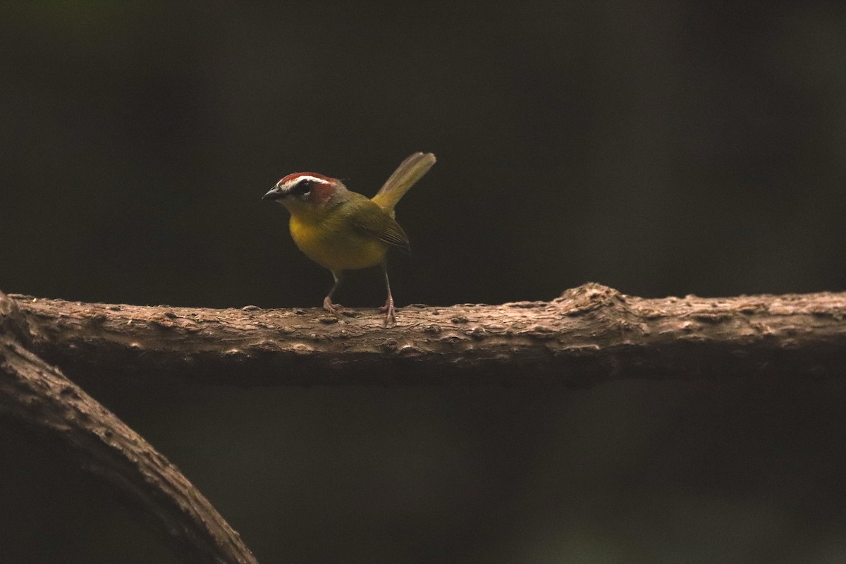 Chestnut-capped Warbler - ML636744516