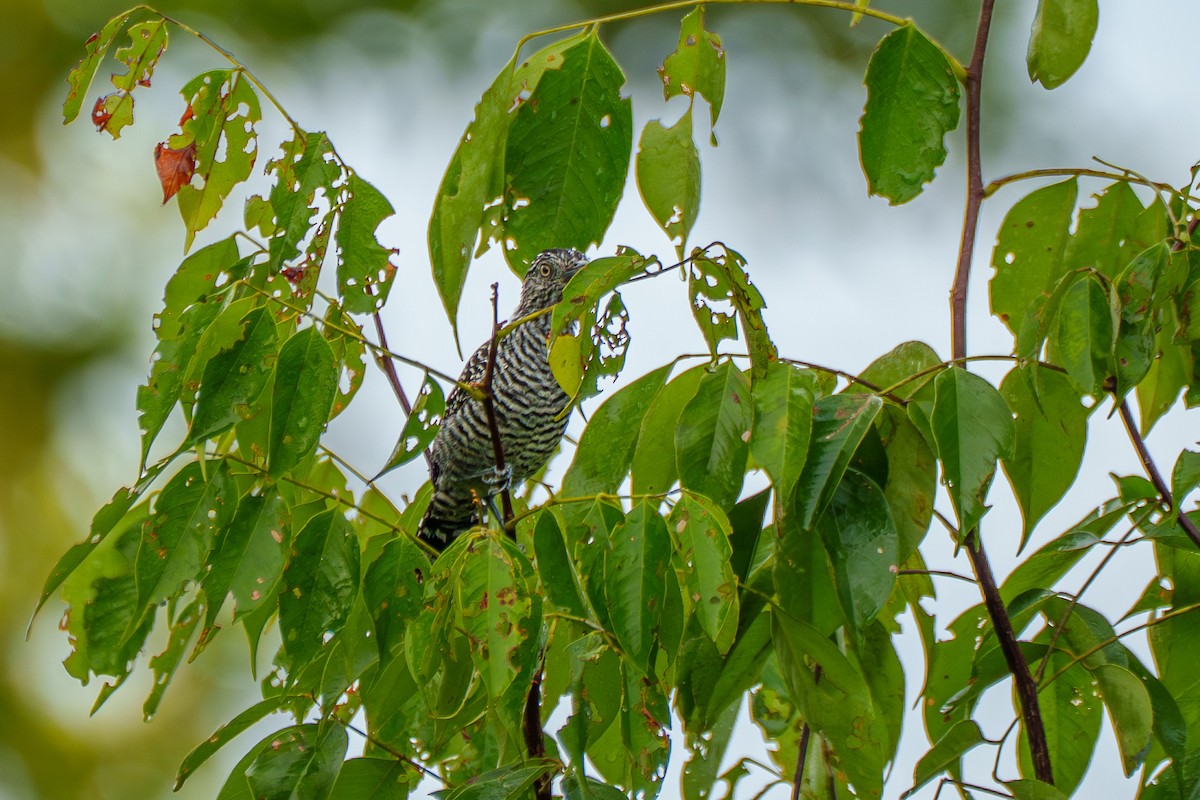 Barred Antshrike (Barred) - ML636744523