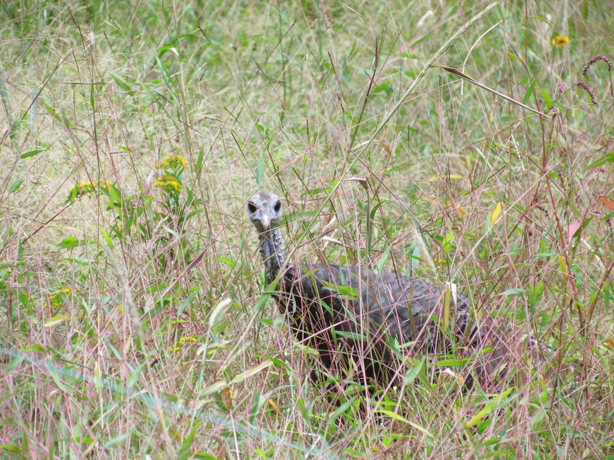 Wild Turkey - ML636744551