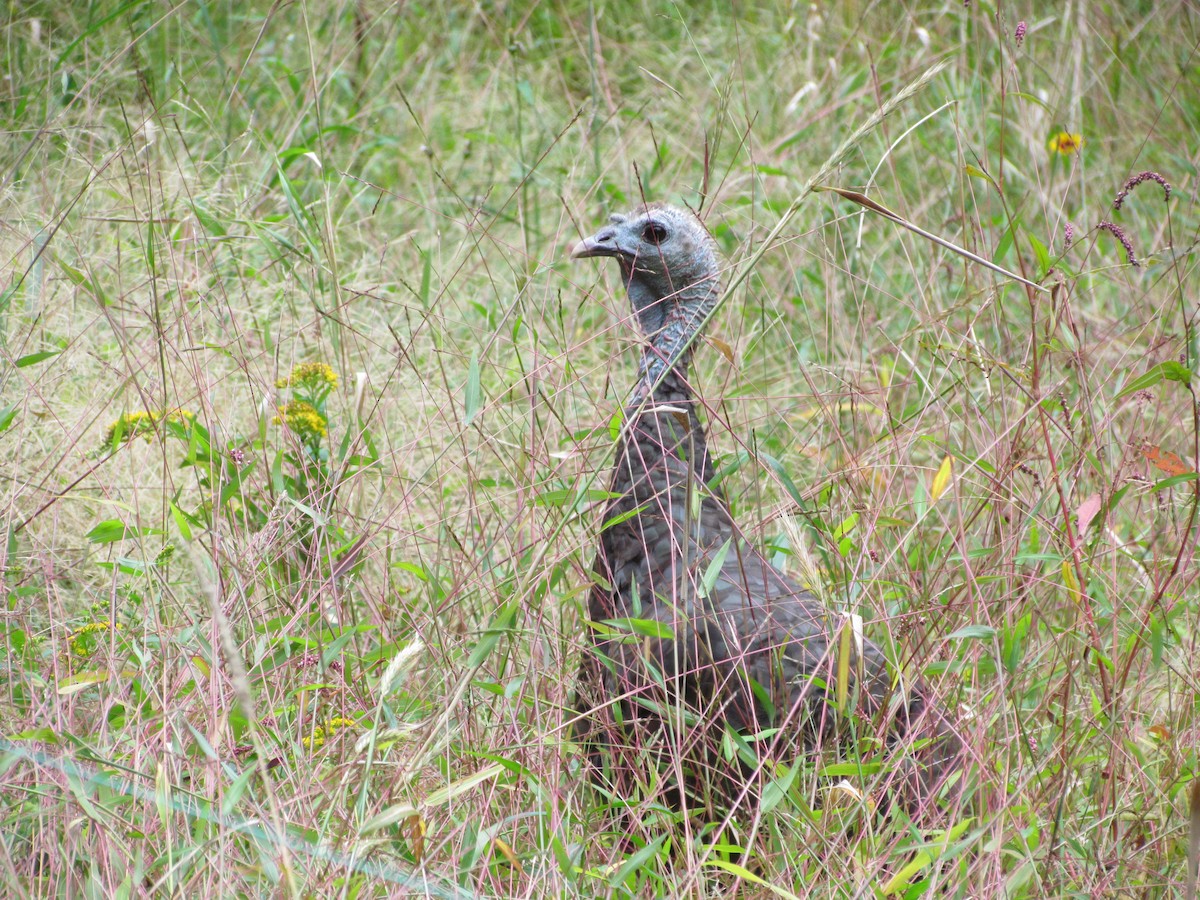 Wild Turkey - ML636744552
