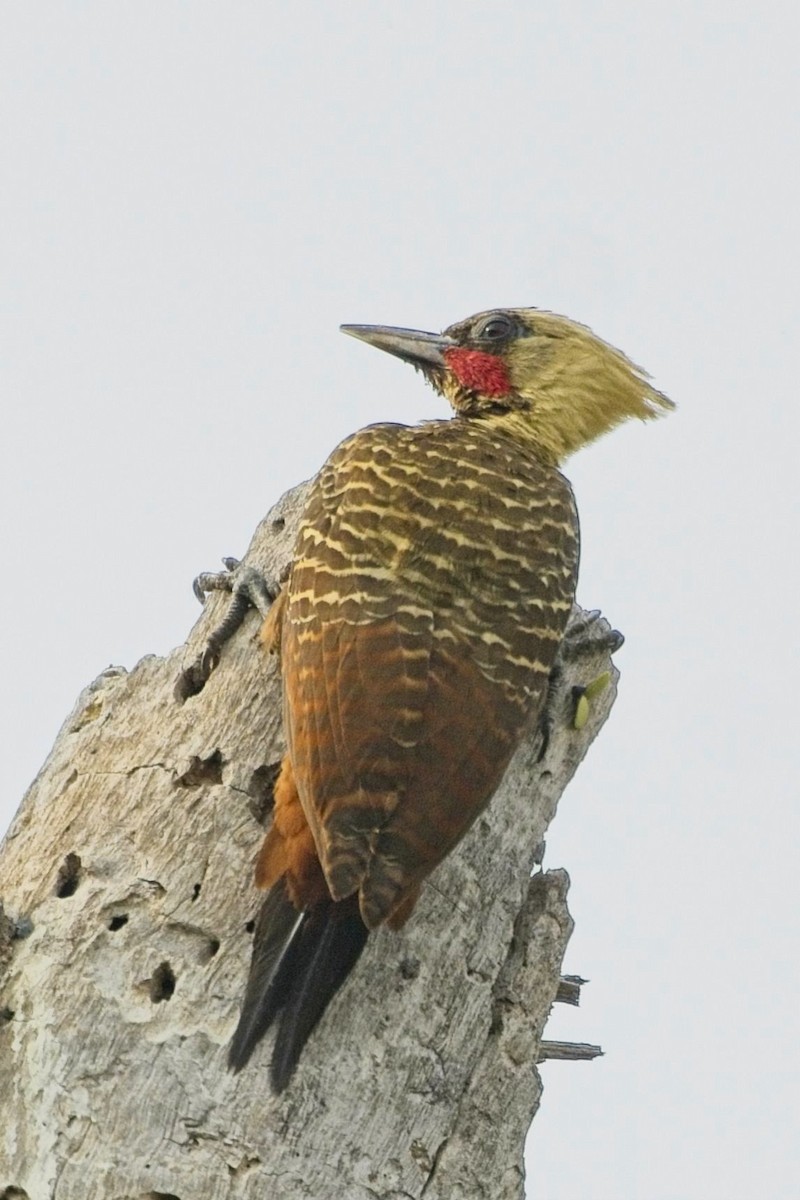Pale-crested Woodpecker - ML636744619