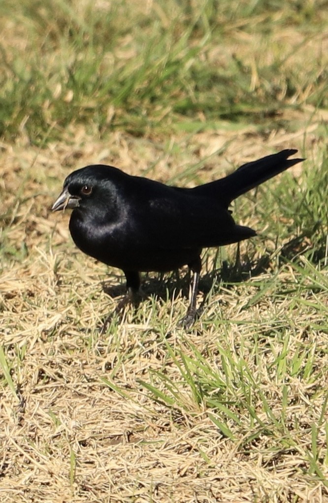 Screaming Cowbird - ML636744639