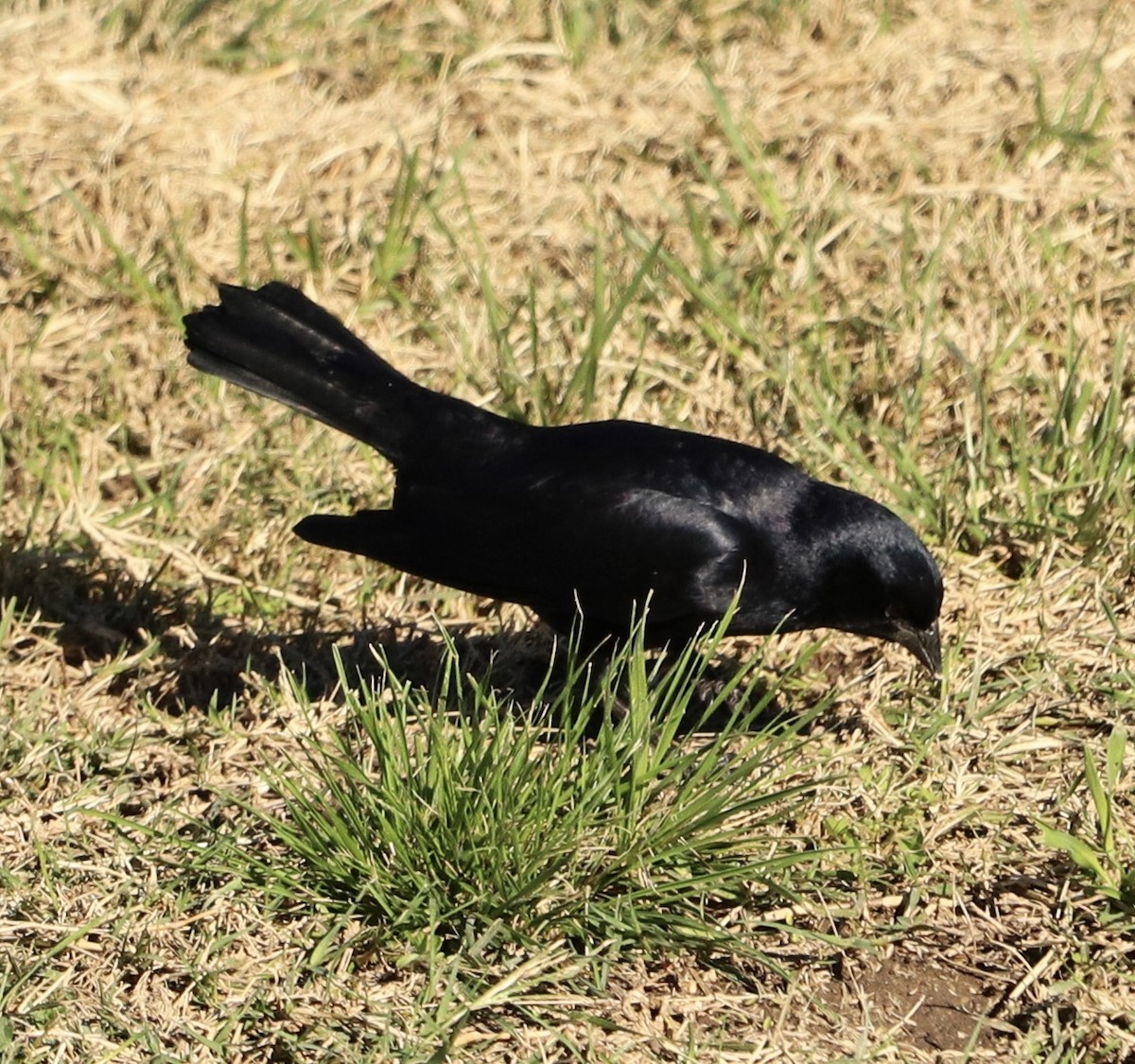 Screaming Cowbird - ML636744641