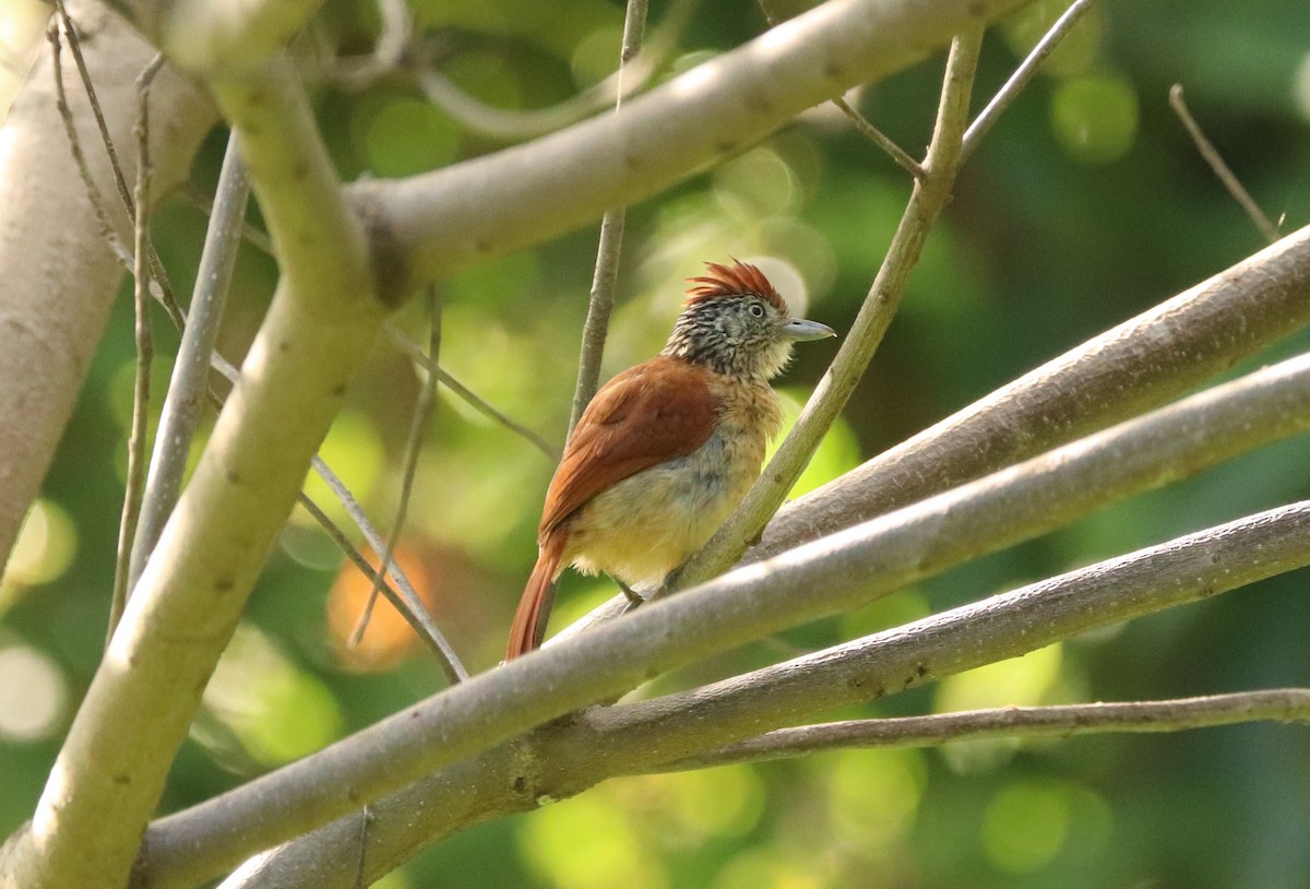Barred Antshrike - ML636744649