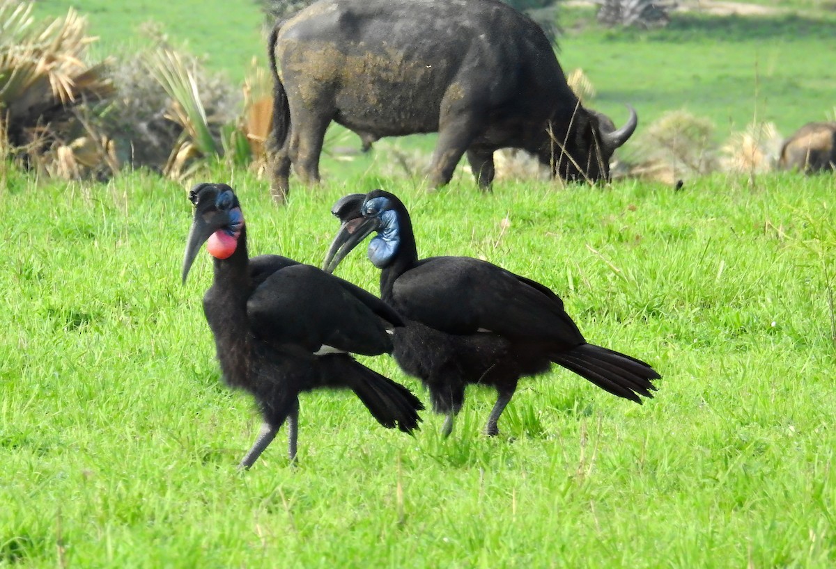 Abyssinian Ground-Hornbill - ML636744667