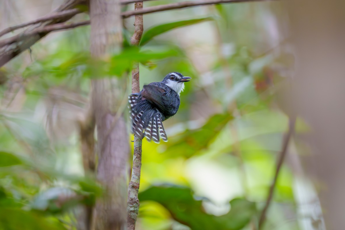 White-throated Antbird - ML636744668