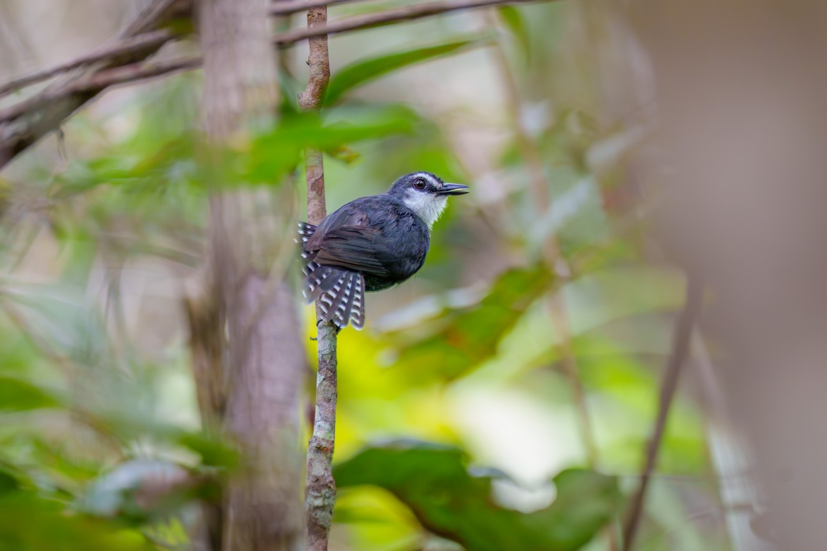 White-throated Antbird - ML636744669