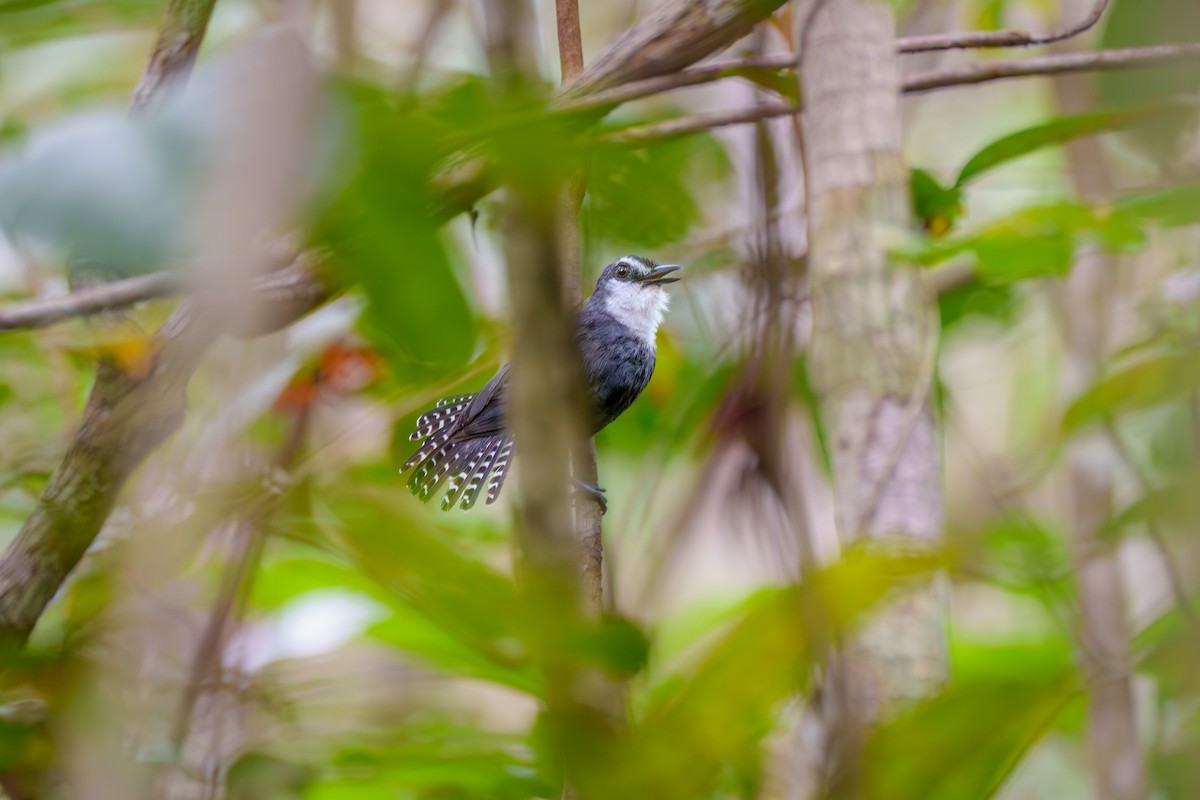 White-throated Antbird - ML636744670