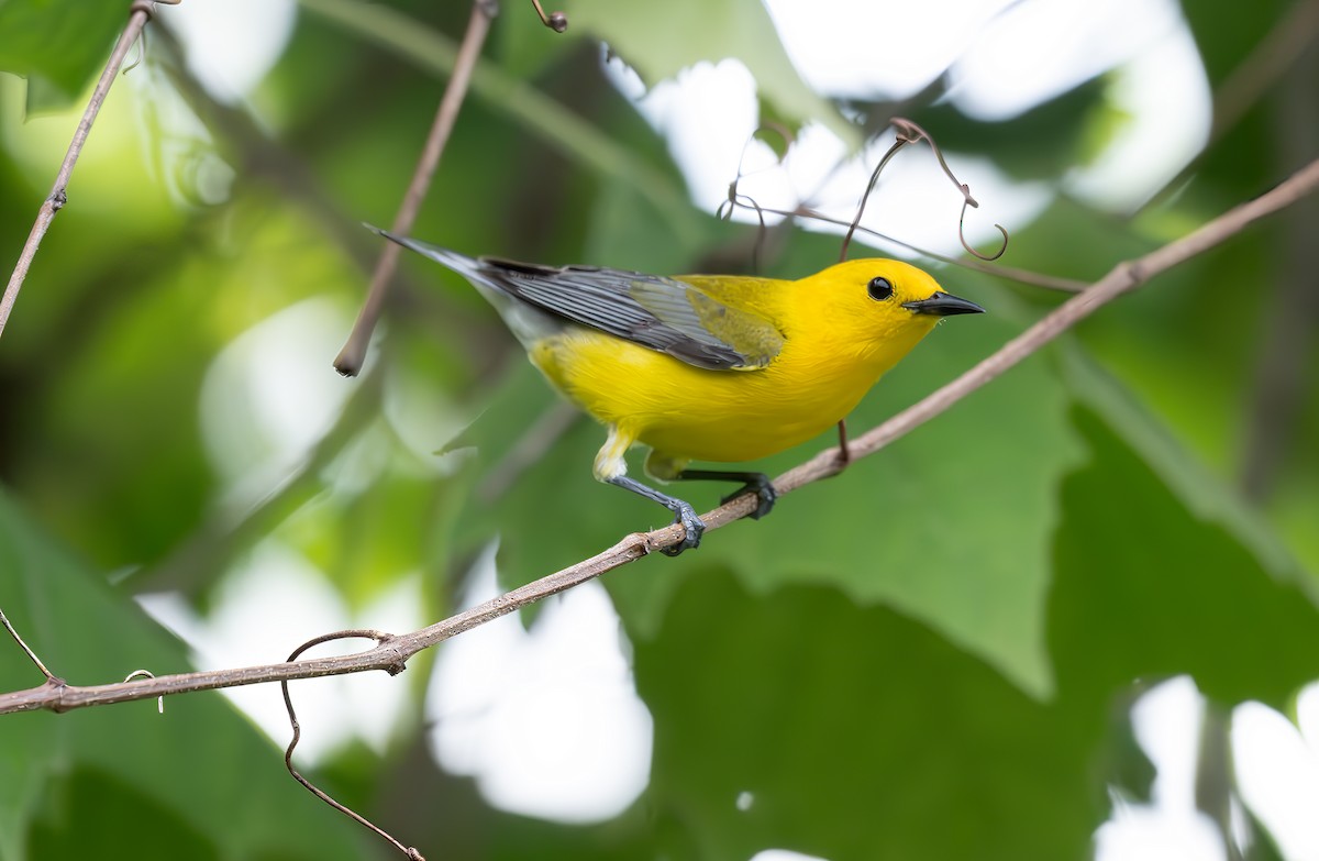 Prothonotary Warbler - ML636744675