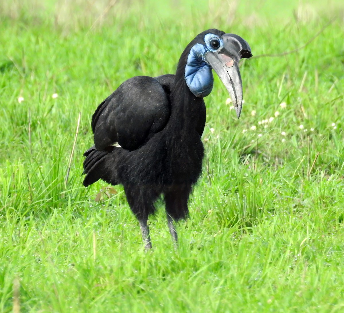 Abyssinian Ground-Hornbill - ML636744677