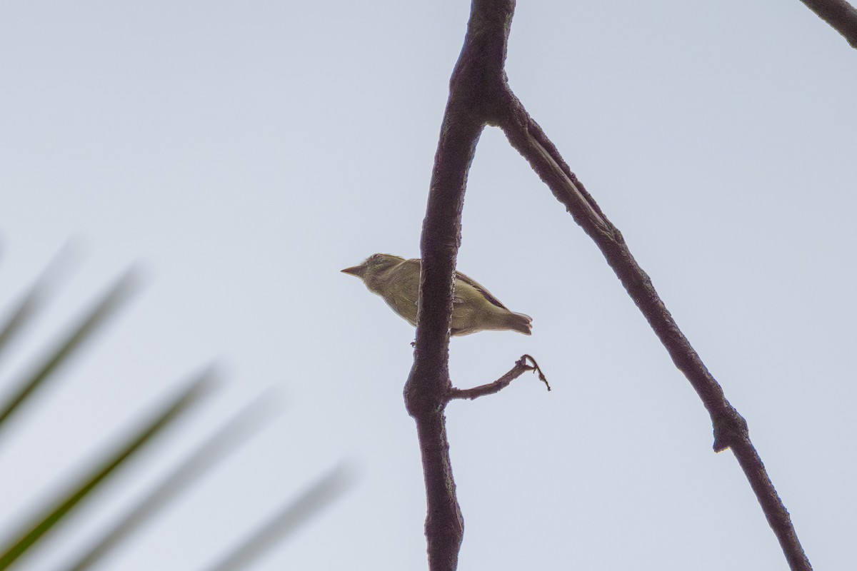 Dwarf Tyrant-Manakin - ML636744679