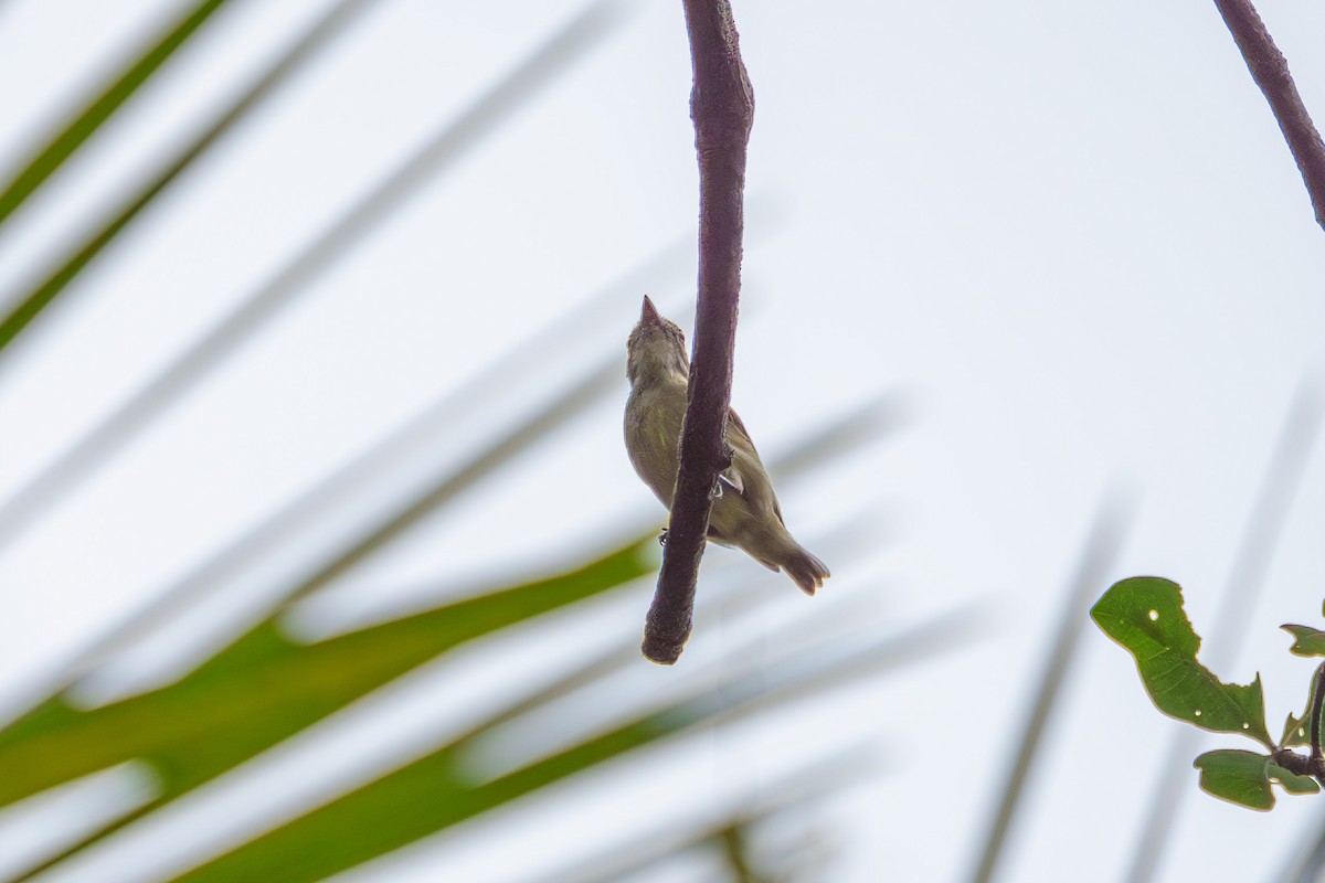 Dwarf Tyrant-Manakin - ML636744680