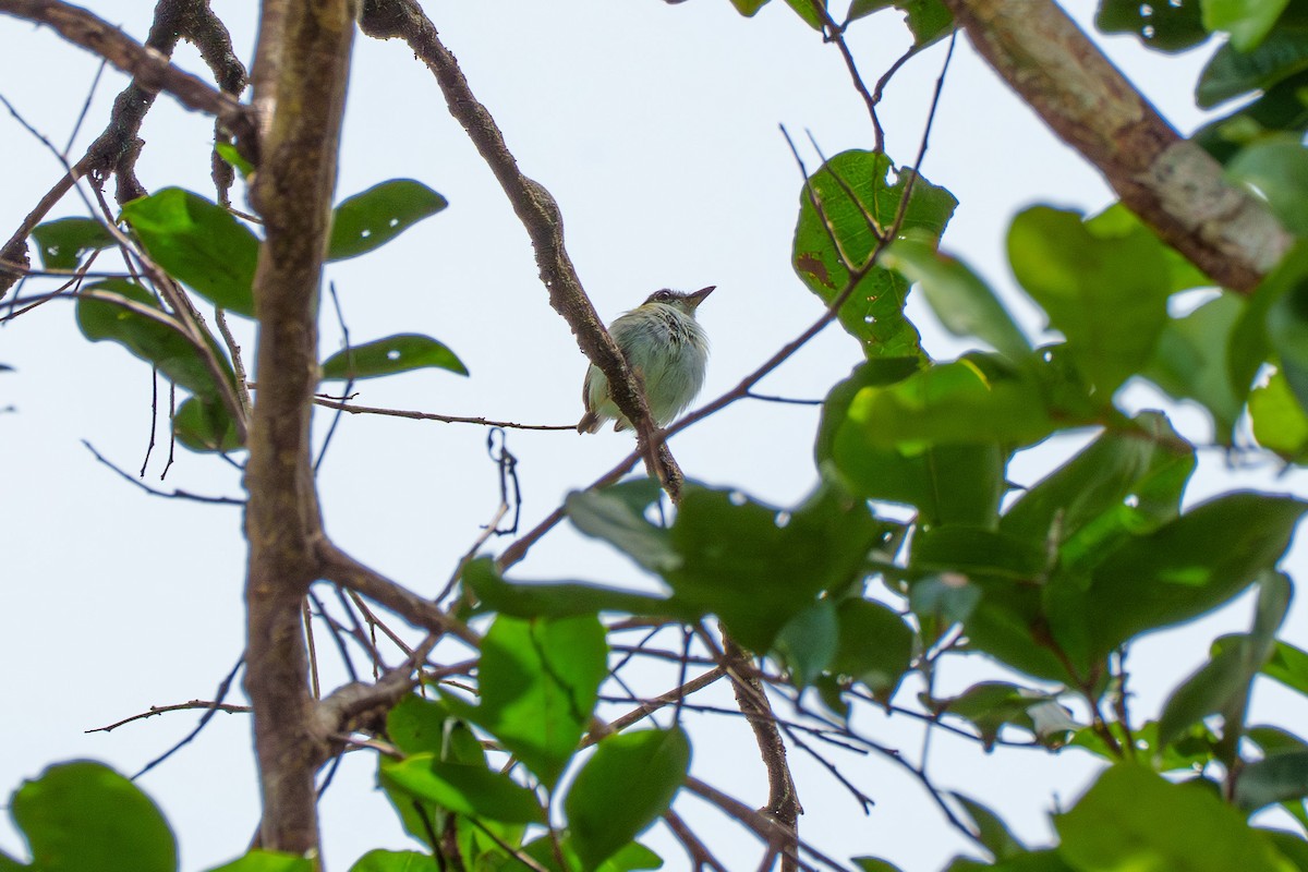 Short-tailed Pygmy-Tyrant - ML636744686