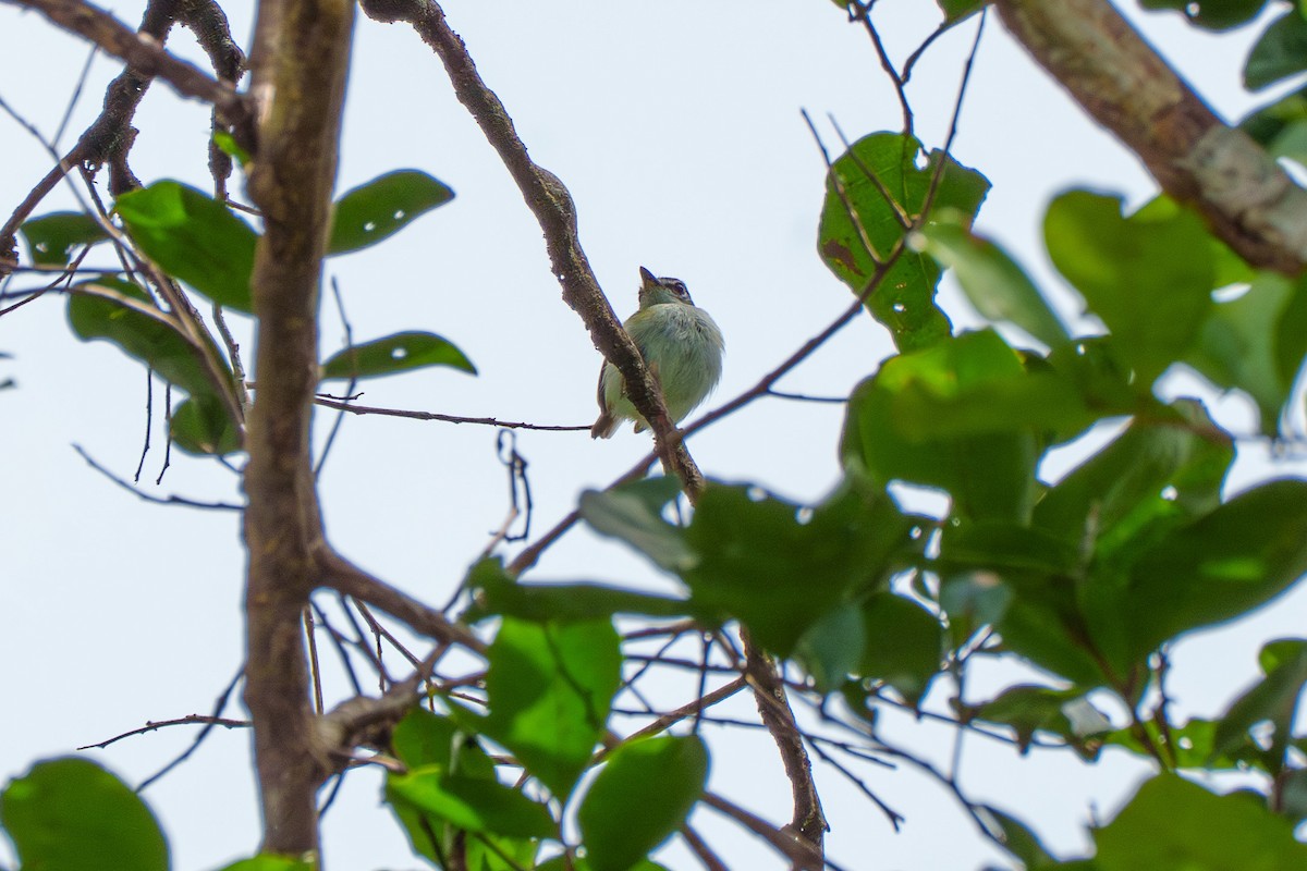 Short-tailed Pygmy-Tyrant - ML636744687