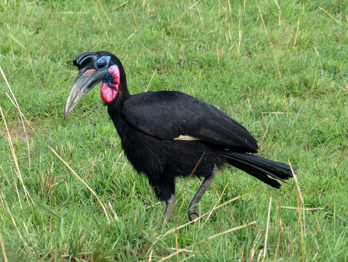 Abyssinian Ground-Hornbill - ML636744690