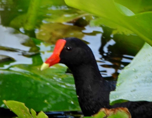 Common Gallinule - ML636744710