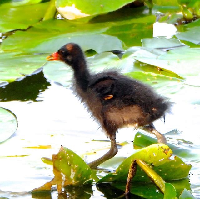 Common Gallinule - ML636744711
