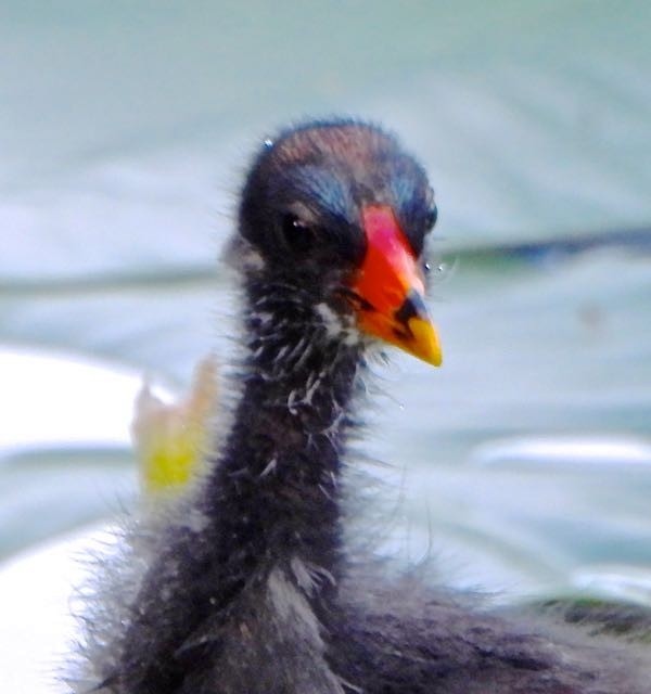 Common Gallinule - ML636744712