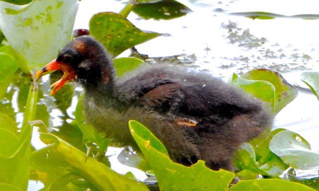 Common Gallinule - ML636744713