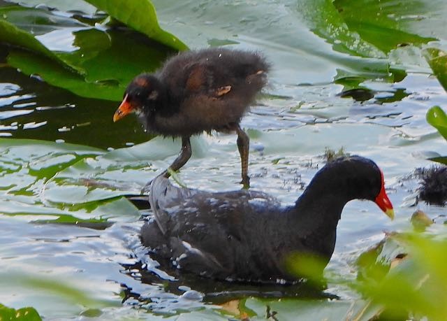 Common Gallinule - ML636744714