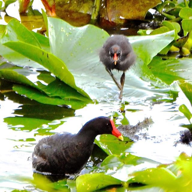 Common Gallinule - ML636744715
