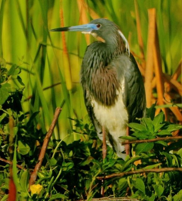 Tricolored Heron - ML636744730