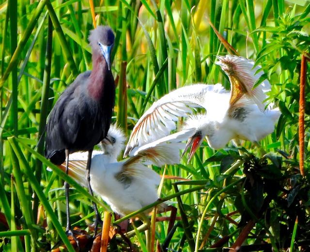Tricolored Heron - ML636744731