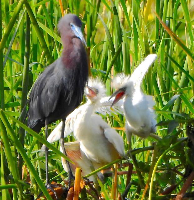 Tricolored Heron - ML636744732