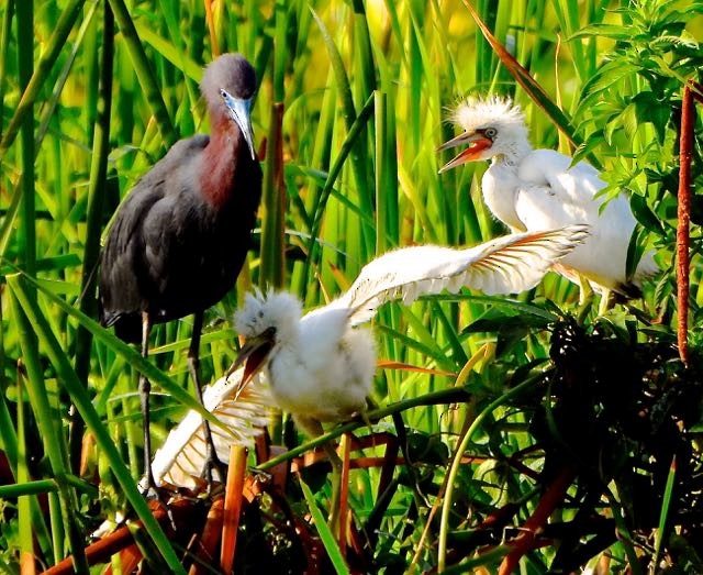 Tricolored Heron - ML636744733