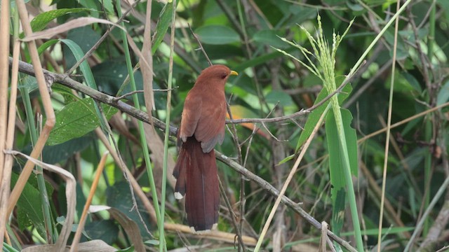 Little Cuckoo - ML636744740