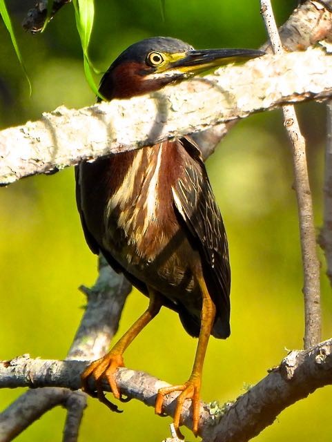 Green Heron - ML636744745