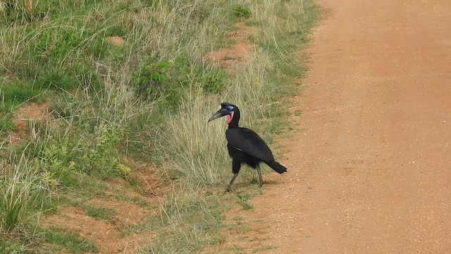 Abyssinian Ground-Hornbill - ML636744747