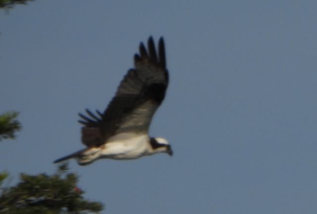 Osprey - ML636744757