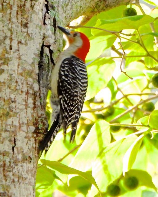 Red-bellied Woodpecker - ML636744764