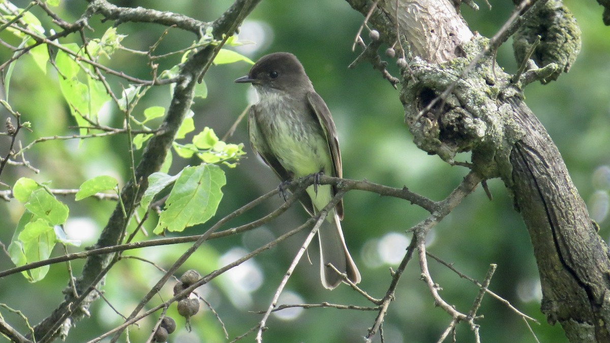 Eastern Phoebe - ML636744770