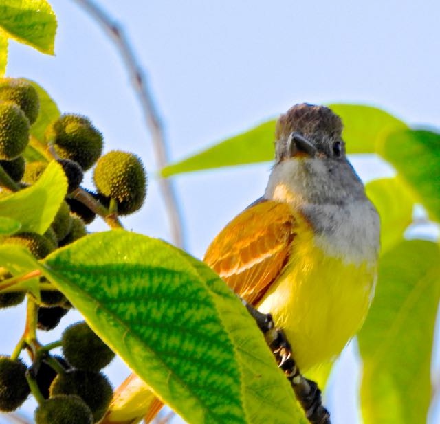 Great Crested Flycatcher - ML636744775