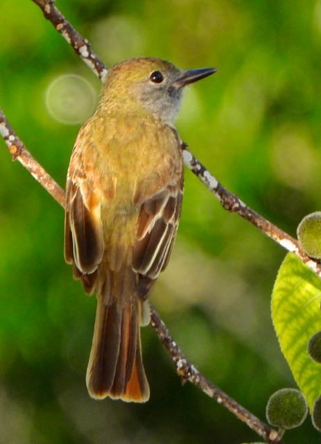 Great Crested Flycatcher - ML636744776
