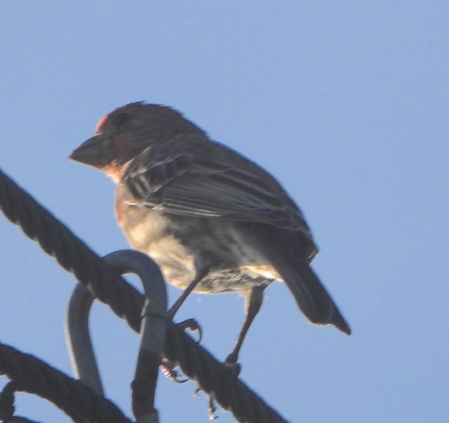 House Finch - ML636744792
