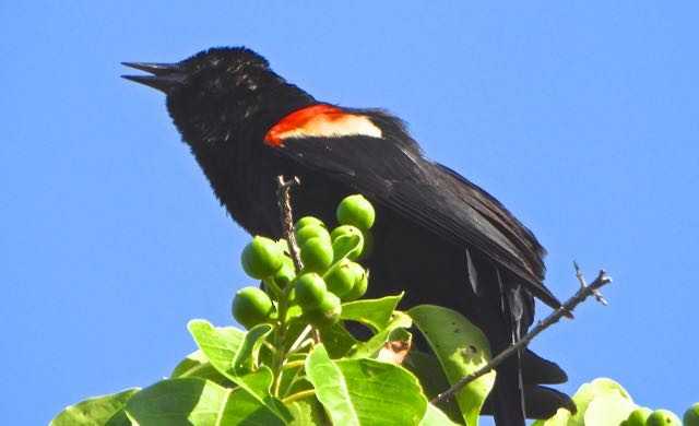 Red-winged Blackbird - ML636744803