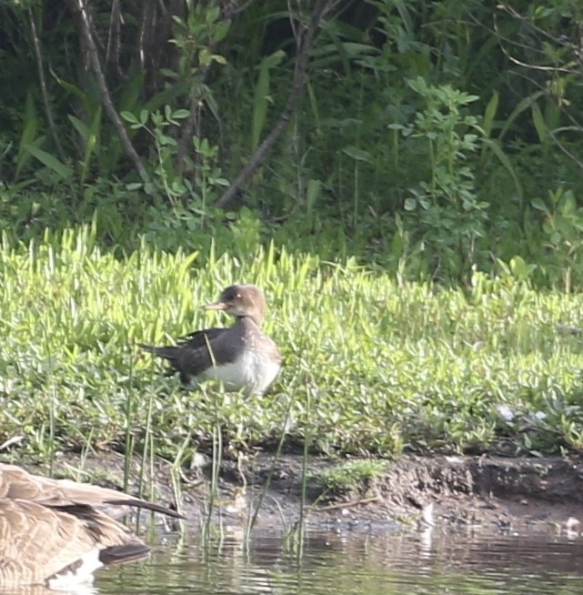 Hooded Merganser - ML636744806