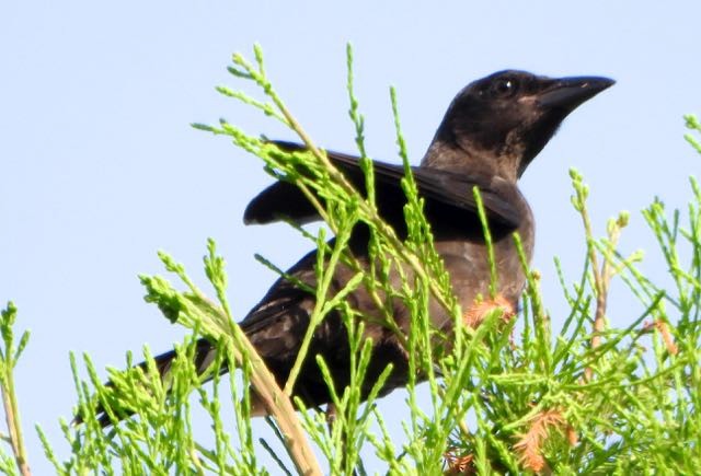 Common Grackle - ML636744811