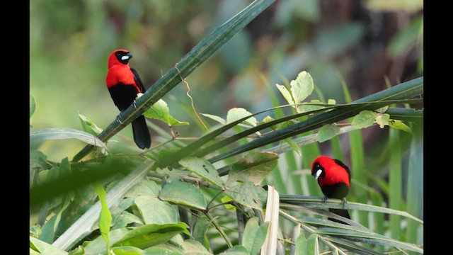 Masked Crimson Tanager - ML636744847