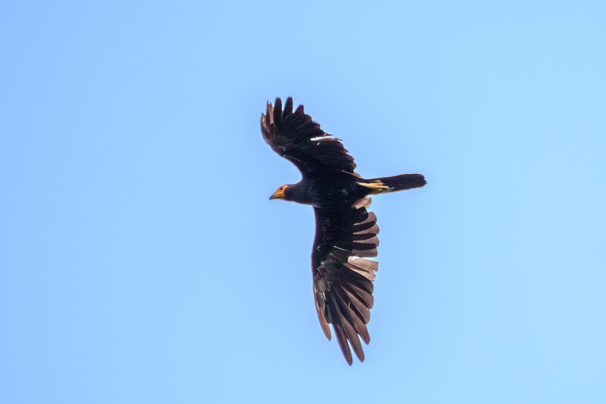 Black Caracara - ML636744866