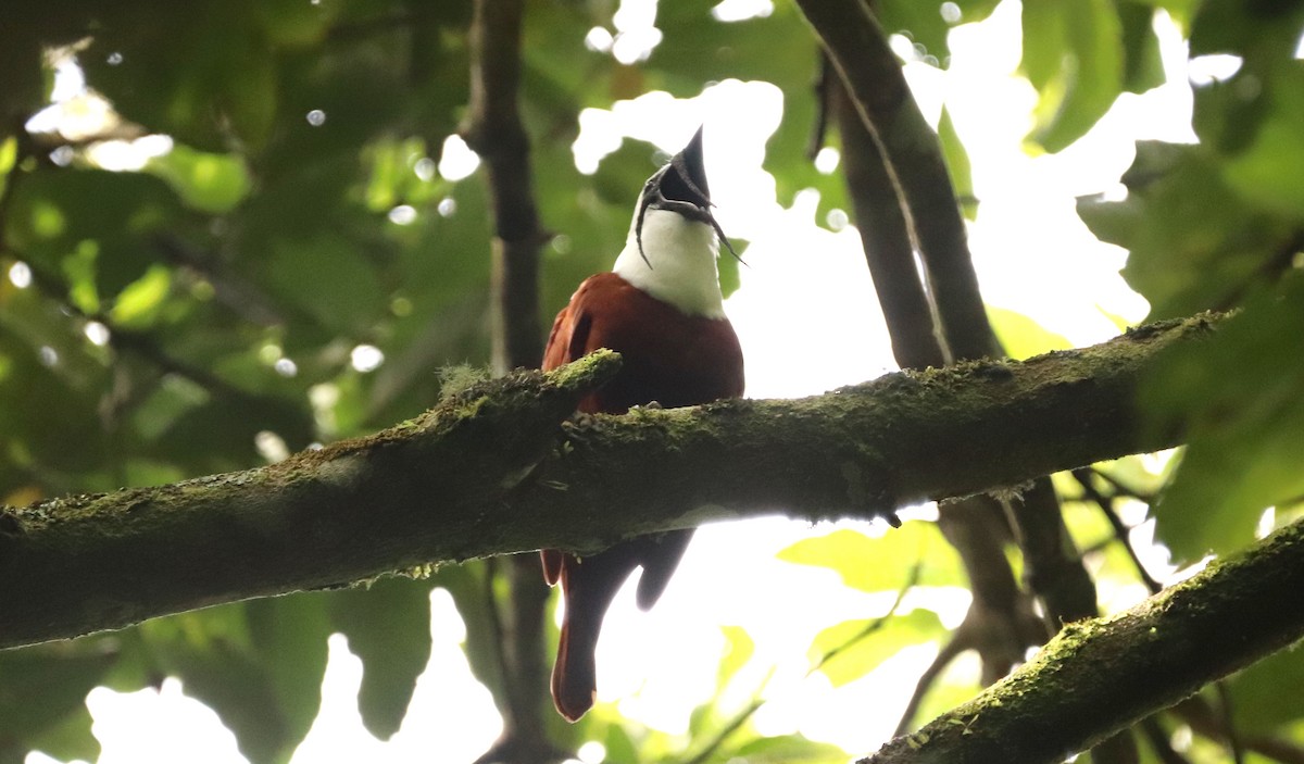 Three-wattled Bellbird - ML636744884