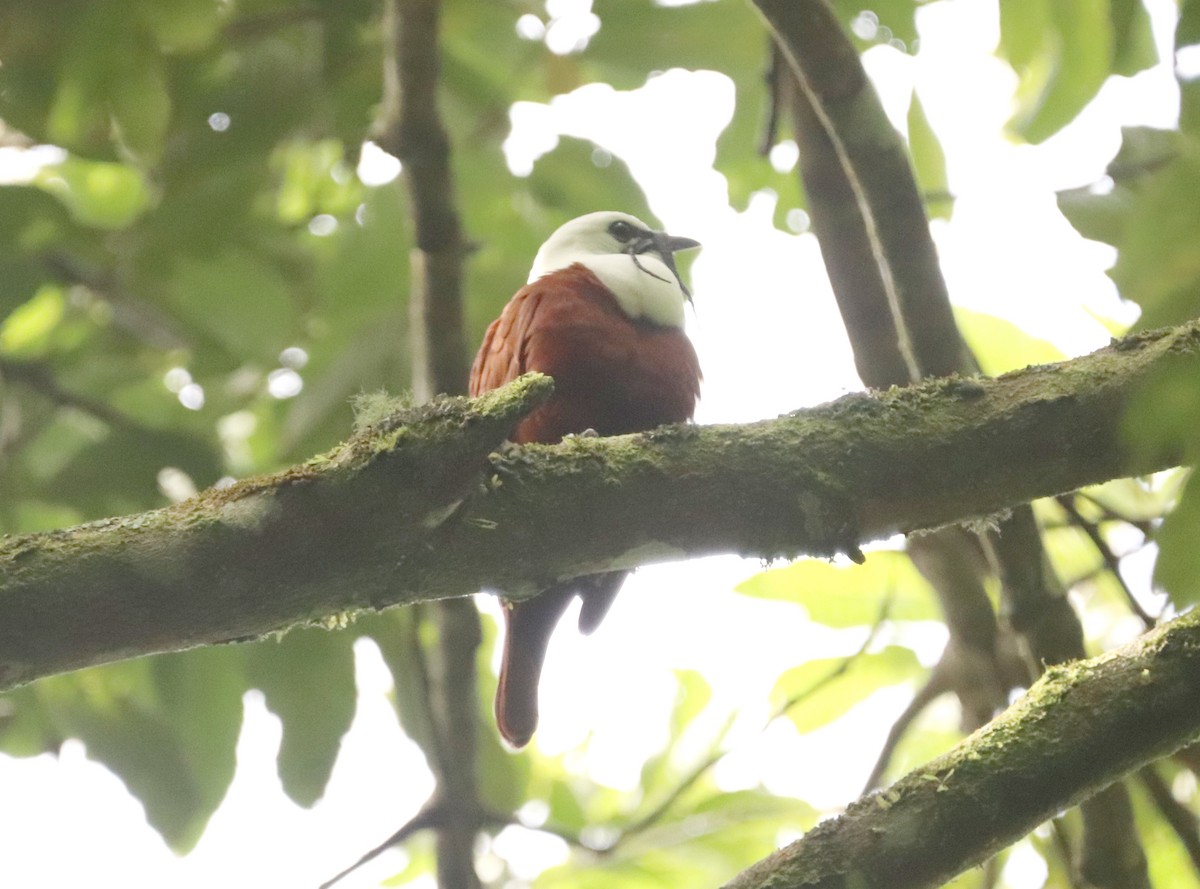 Three-wattled Bellbird - ML636744885