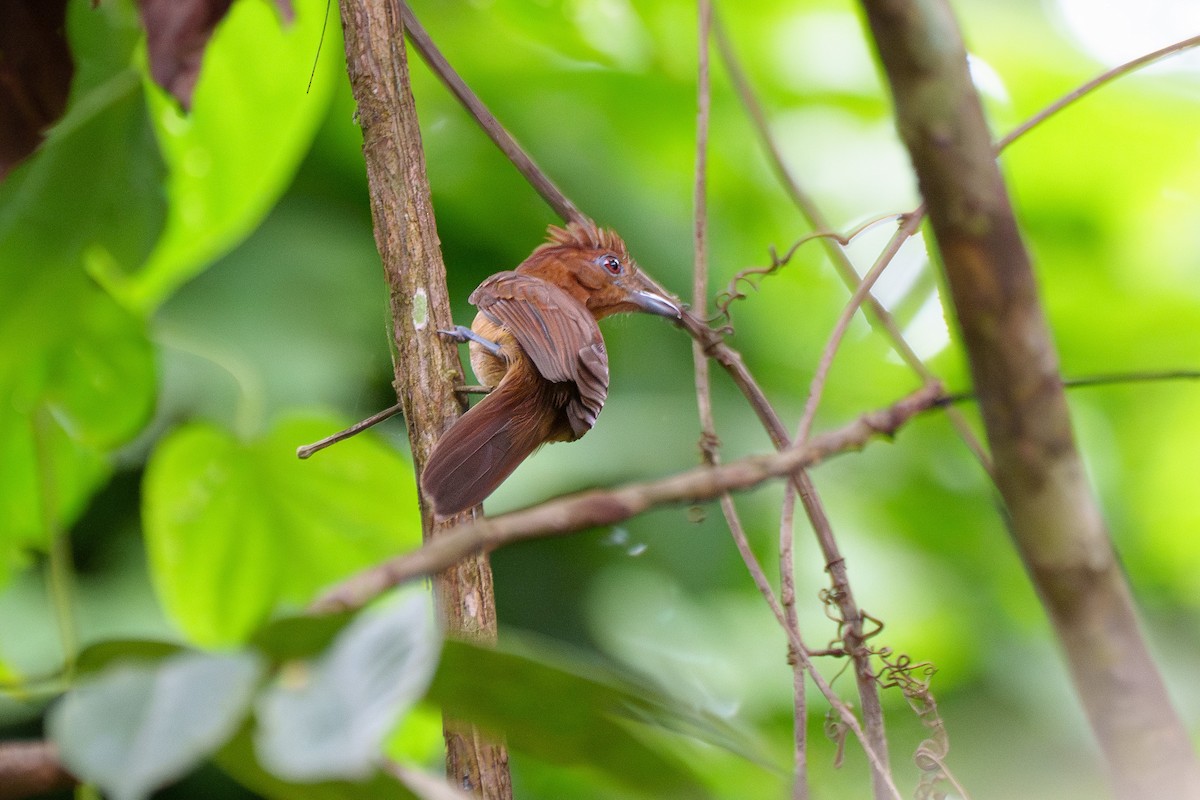 White-shouldered Antshrike - ML636744908