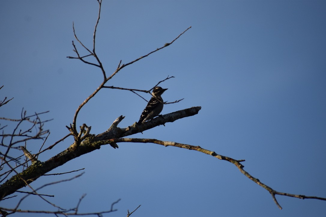 Pico Pubescente - ML636744933