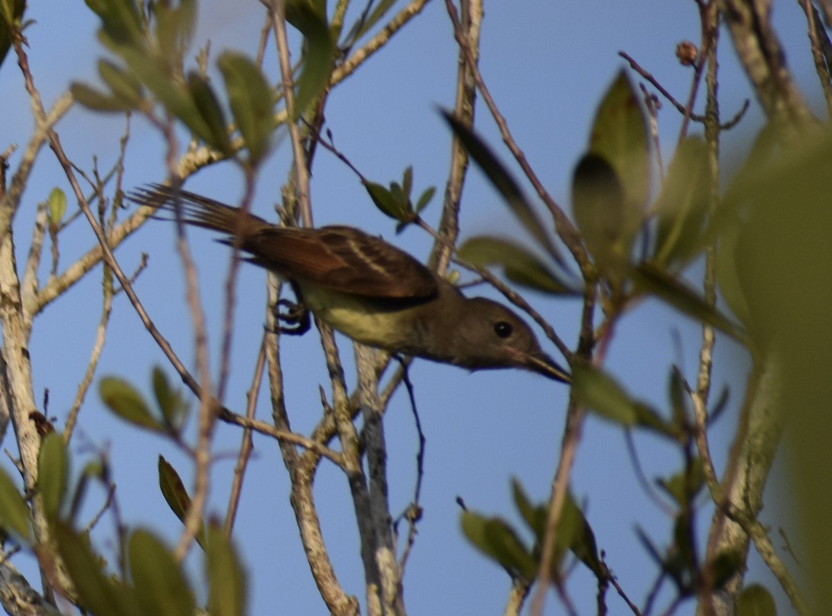 Copetón Viajero - ML636744936