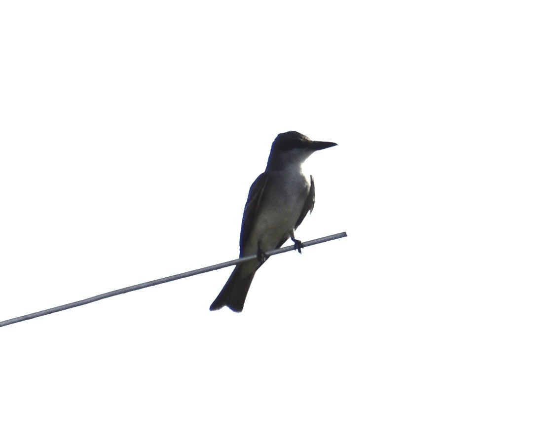 Tirano Dominicano - ML636744947