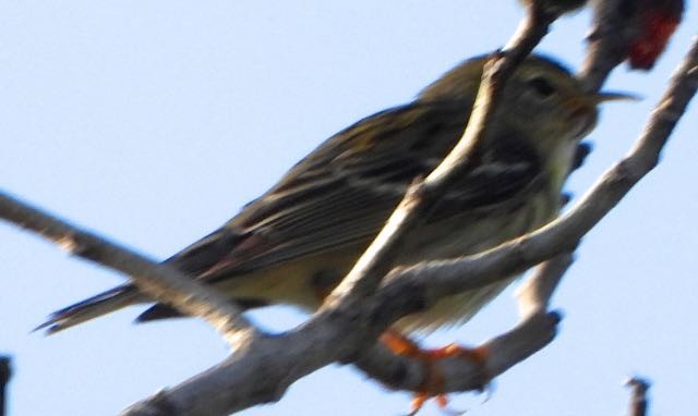Blackpoll Warbler - ML636744951